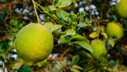 Large Indian wild orange fruit known us Ponderosa Lemons. green wild limes hanging on the tree in Asia