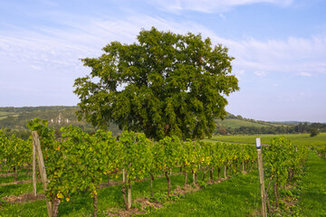 Obraz premium Vineyard in Surrey, England