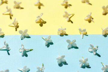 yellow-blue festive spring background with delicate white flowers