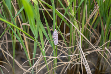 snake in the grass