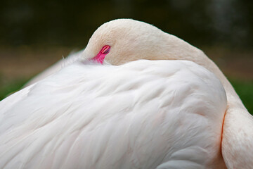 Fototapeta premium American flamingo (Phoenicopterus ruber ruber) detail of sleeping bird with pink colour