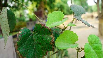 Raw green grapes plant leaves and blur background. Lush green grape's leaf hanging on grapevines