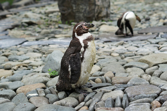 Humboldt penguin (Spheniscus humboldti) from South America walking on stony beach