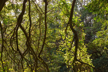 Obraz premium Trees in Surrey, England