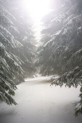 Fir branches covered with snow. Winter forest.
