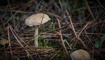 SMALL WILD MUSHROOMS IN THE FOREST