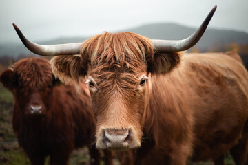 Close up portrait of beautiful cows on the pasture in moody and dark weather. Brown cows on the green pasture at evening - fall time. Portrait of cattle.