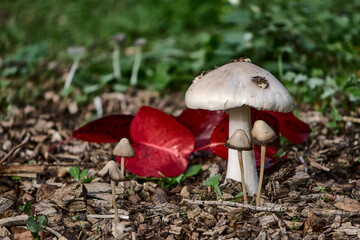 SMALL WILD MUSHROOMS IN THE FOREST