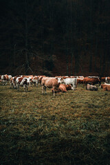 Herd of beautiful cows on the pasture near the forest in moody and dark weather. Brown cows on the green pasture at evening - fall time. Portrait of cattle - farming concept.