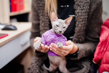 Sphinx kitten is dressed up in a purple coat, female cat