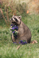 little raccoon holds blue artificial flowers in its paws while sitting on the green grass in summer