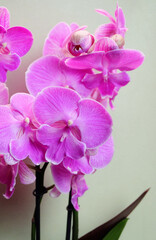 Bright pink Phalaenopsis orchid, big lip cultivar, bright tropical flowers on a light background, macro photography, vertical orientation.