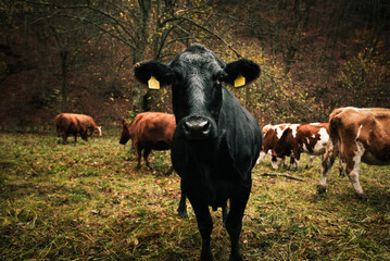 Portrait of black and cute cow with other cows in herd on pasture near the forest in autumn time. Group of cows posing to camera. Dark beautiful cow on the green grass in fall.