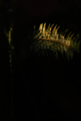 Fern in the contour light in the room