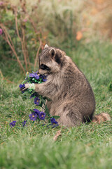 little raccoon holds blue artificial flowers in its paws while sitting on the green grass in summer © Валерия Старовойтова