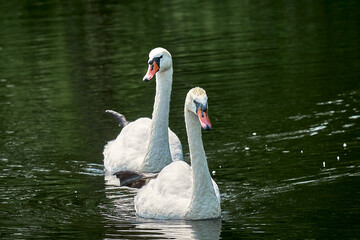 swan, bird, water, lake, white, nature, animal, birds, pond, wildlife, swimming, swim, feather, beautiful, river, reflection, swans, beauty, beak, grace, wild, goose, graceful, swan, wing , white, ele