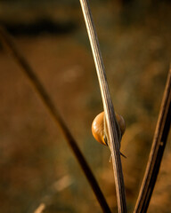 ślimak na gałązce © ukasz