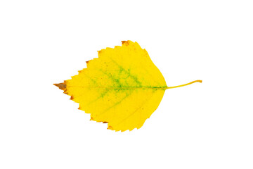 Yellow autumn birch tree leaf cut out on white background.