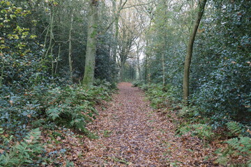 A forest road through an autumnal Dutch forest.