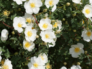 (Rosa pimpinellifolia) Bibernell-Rose oder Feldrose mit fünf Kronblätter reinweiße bis rötlich und matt- bis dunkelgrünen gësagt Laubblätter