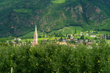 Summer landscape along the cycleway of the Adige river