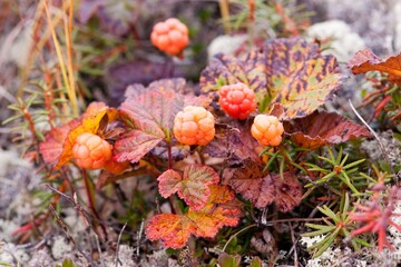 cloudberry