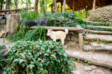 green bush and dog behind it