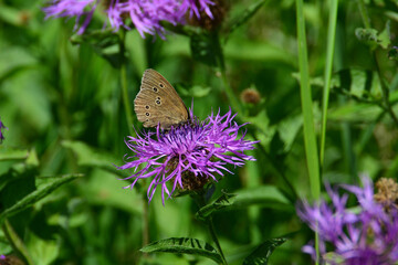 Braune Waldvogel