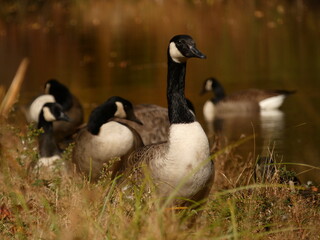 Canada geese (Branta canadensis), Delaware and Raritan Canal State Park Trail, New Jersey, USA