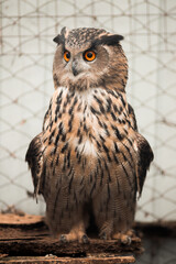 Majestic fat owl filin with huge eyes watching