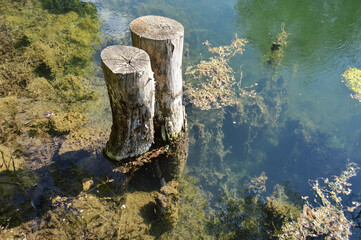 two stumps stick out of the water
