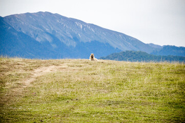 under the supervision of a serious dog