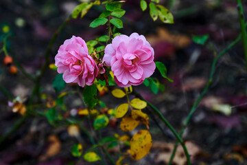 Obraz premium You see an autumn scene with pink roses.