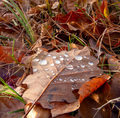 Herbstblatt mit Wassertropfen