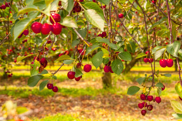 piękny owocujący sad wiśniowy w lecie
