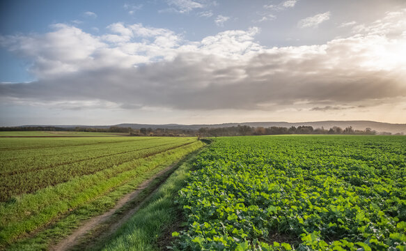 Dans les champs &agrave; Auvers sur Oise en Automne