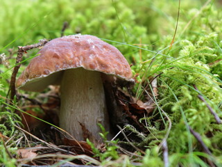 boletus grows in moss.	