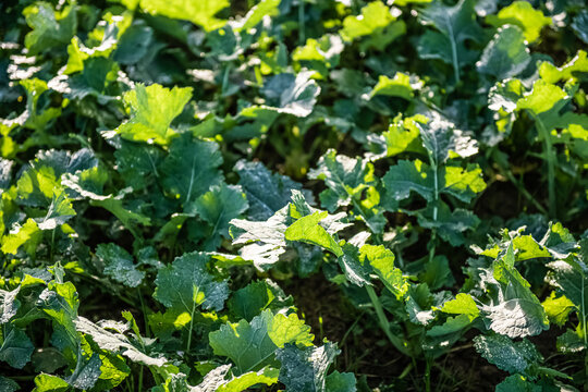 plans de betterave dans un champs &agrave; Auvers sur Oise en Automne
