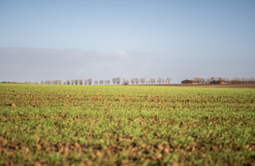 Sur le plateau d'Auvers sur Oise en Automne