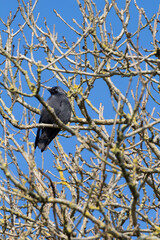 Jackdaw landed on a branch in a forest