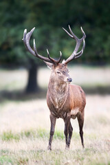 Close up of a Red Deer standing in grass in autumn
