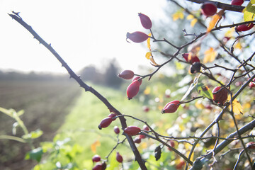 baie d’églantier sauvage en contre jour