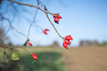 gros plan sur des baies d’églantier sauvage