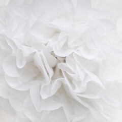 White paper flower decorative background close up