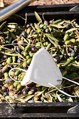 Mask, on olives collected in a drawer