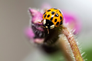 Macro photo. Small red-orange ladybug. Soft and blurred background.