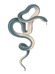 Vector Hand Drawn Dark Twisted Snake - 393650191