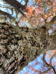 lichen on tree