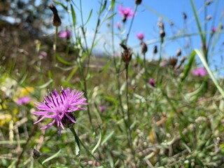 flowers in the meadow