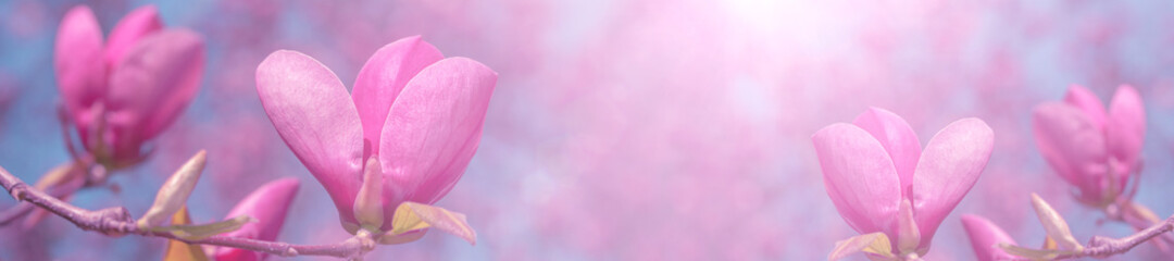 Obraz na płótnie Canvas Pink magnolia flowers in the sun.